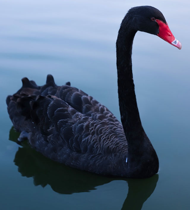 black swan, investing
