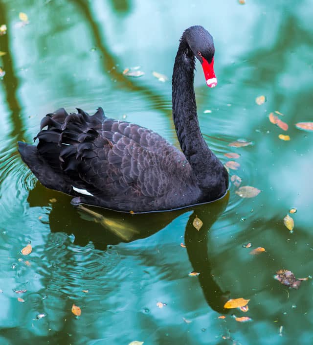 Black swan events, unpredictability