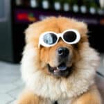 Pet care