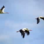 Active ETFs, Allspring