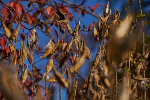 Milkweed seed pods