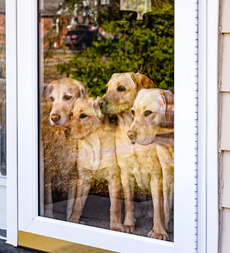 Puppy raisers