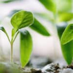 Investment advisory growth