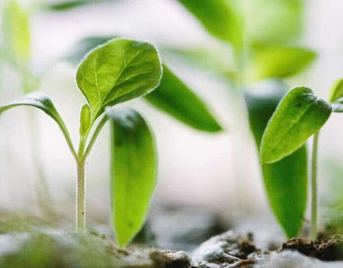 Investment advisory growth