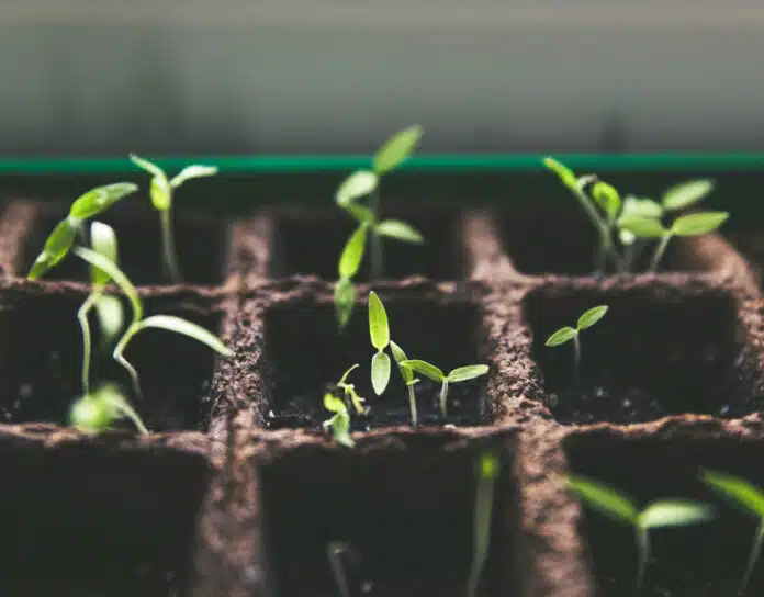 Firm growth, practice management