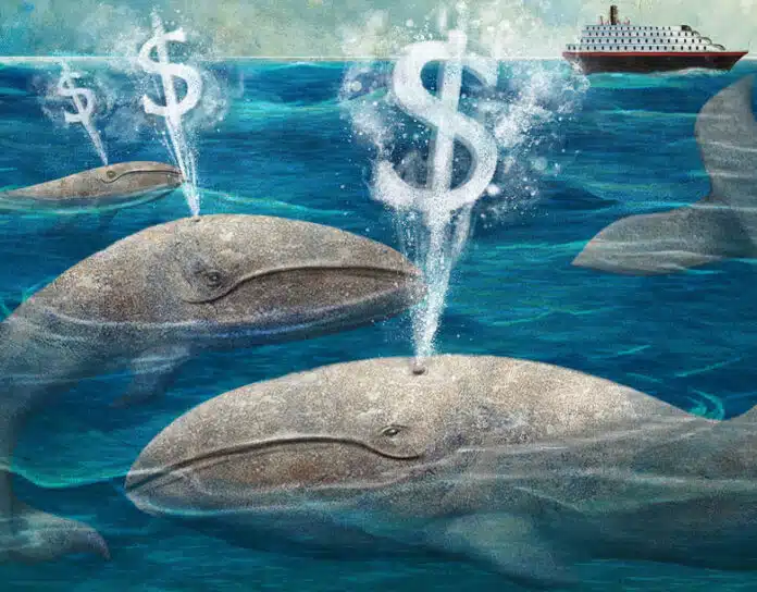Cruise excursion fee